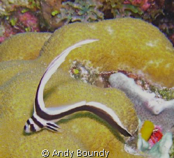 Juvenile spotted drum - 35 ft. SeaLife DC600. About 3.5" ... by Andy Boundy 